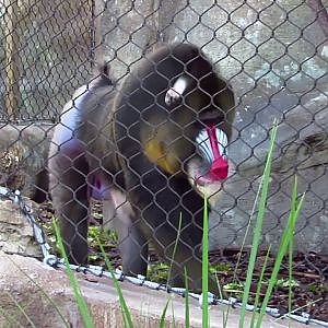 Jacksonville Zoo Mandrill - YouTube