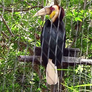 Jacksonville Zoo Wreathed Hornbill - YouTube