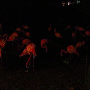 Jacksonville Zoo Caribbean Flamingos At Night - YouTube