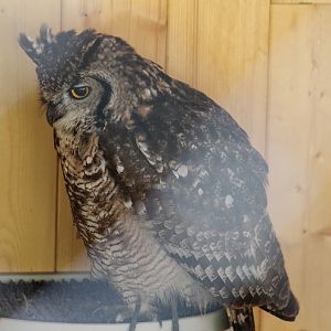 African Spotted Eagle-Owl