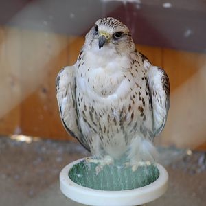 Saker Falcon