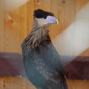 Southern Crested Caracara