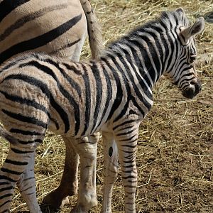 Zebra Foal