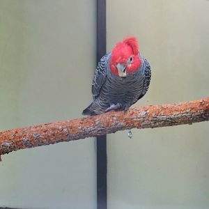 Gang-gang Cockatoo (Callocephalon fimbriatum)