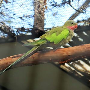 Princess Parrot (Polytelis alexandrae)