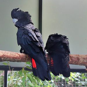 Red-tailed Black Cockatoo (Calyptorhynchus banksii)