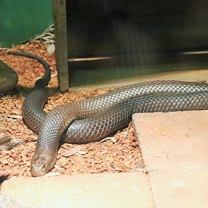 Eastern Brown Snake (Pseudonaja textilis)