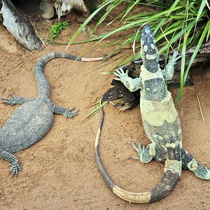Lace Monitors (Varanus varius)