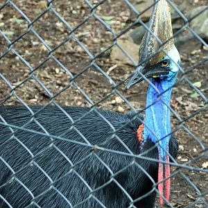 Southern cassowary (Casuarius casuarius  johnsonii)
