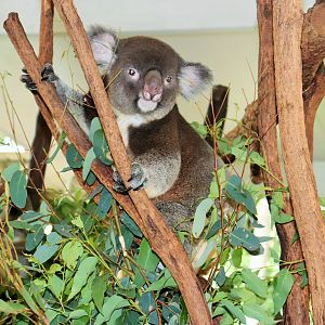 Male Koala (Phascolarctos cinereus)