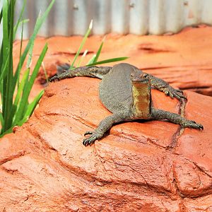 Mertens's Water Monitor (Varanus mertensi)