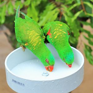 Wild Scaly-breasted Lorikeets (Trichoglossus chlorolepidotus)