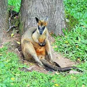 Swamp Wallaby (Wallabia bicolor)