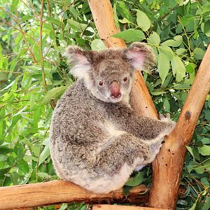 Koala (Phascolarctos cinereus)