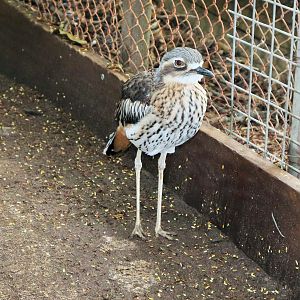 Bush Stone-curlew (Burhinus grallarius)