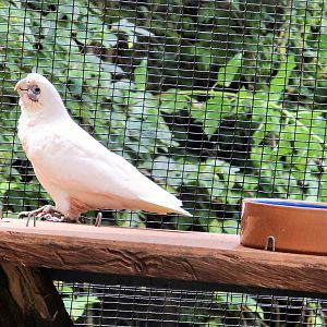 Little Corella (Cacatua sanguinea)