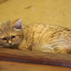 Arabian Sand Cat