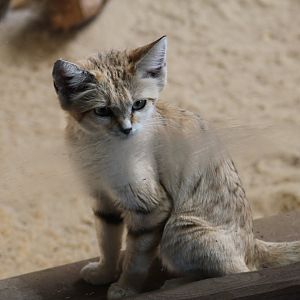Arabian Sand Cat
