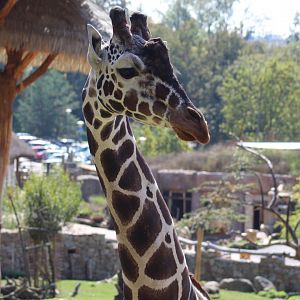 Reticulated Giraffe
