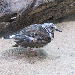 Ruddy Turnstone