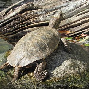 Western Pond Turtle
