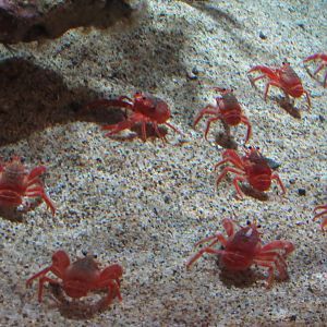 Pelagic Red Crab