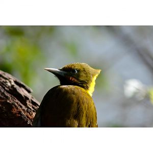 Greater yellownape ?