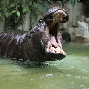 Pygmy hippopotamus