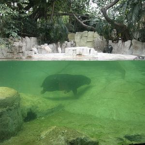 Pygmy hippopotamus exhibit