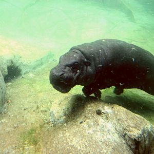 Pygmy hippopotamus underwater