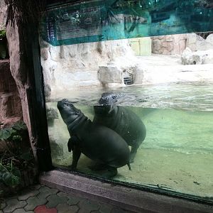 Pygmy hippopotamus exhibit