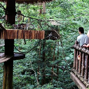 Ring-tailed lemur exhibit