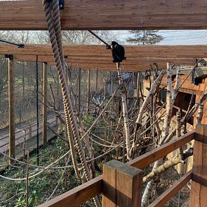 White Cheeked Gibbon Exhibit