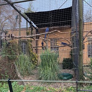 Hyacinth Macaw Exhibit