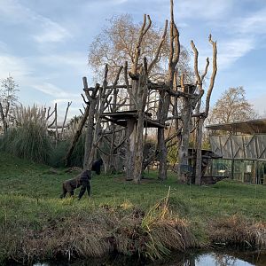 Western Lowland Gorilla Outdoor Exhibit