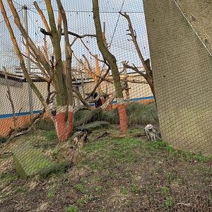 Hanuman Langur Outdoor Exhibit (One of Many)