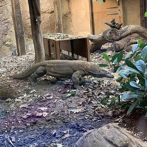 Komodo dragon