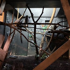 Ring Tailed Lemur Exhibit (One of Many)