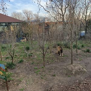 Asiatic Lion Exhibit (One of Many)