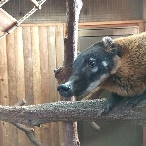Coati ID?