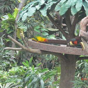 Sun conure and ??