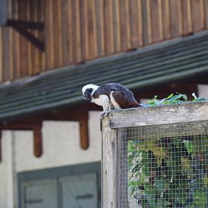 Free-Roaming Cotton-Top Tamarin