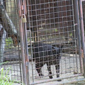 Melanistic Jungle Cat