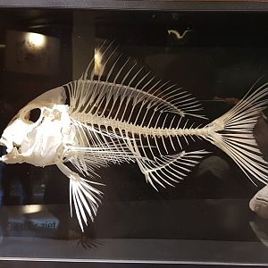 Fish ID