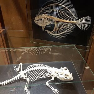 Skeletons Lizards and Flatfish-species