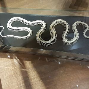 Snake-skeleton