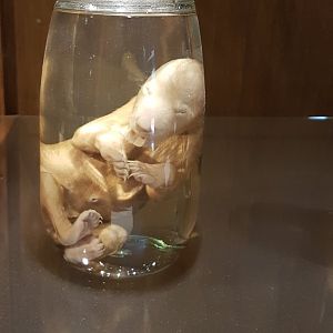 Brown bear fetus