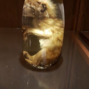 Lynx-kitten on formaldehyde