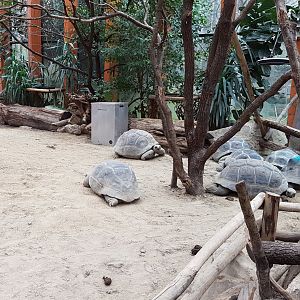 Indoor Aldabra tortoise-enclosure