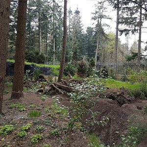 European badgar outdoor-enclosure